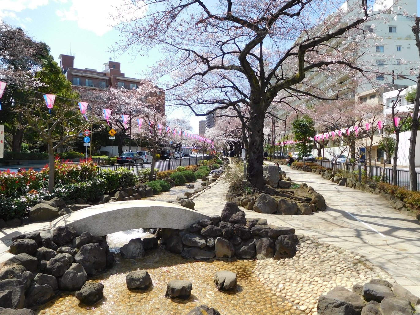 🌸 하리마자카 벚나무 가로수(하리마자카 사쿠라나미키) 이미지 1